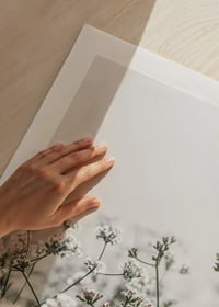 Close-up of white wildflowers in soft backlight, photographic-9