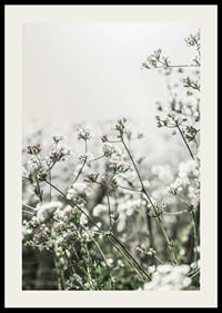 Close-up of white wildflowers in soft backlight, photographic-2