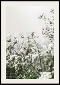 Gros plan de fleurs sauvages blanches en contre-jour doux, photographique-2