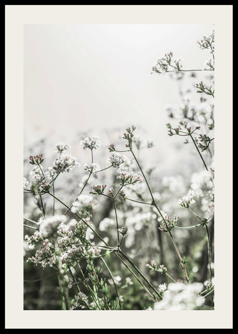 Gros plan de fleurs sauvages blanches en contre-jour doux, photographique-12