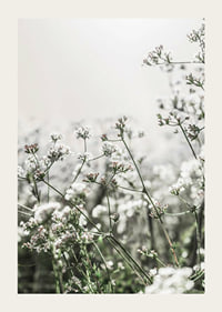 Close-up of white wildflowers in soft backlight, photographic-3