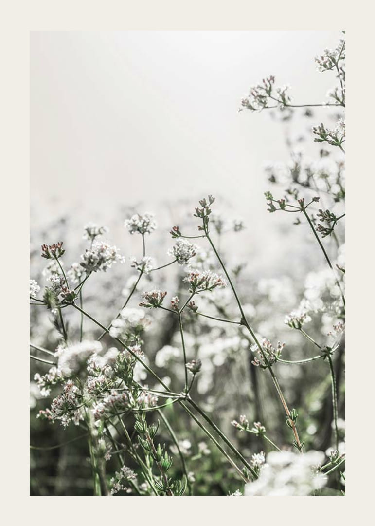 Gros plan de fleurs sauvages blanches en contre-jour doux, photographique-12