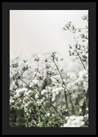 Close-up of white wildflowers in soft backlight, photographic-4