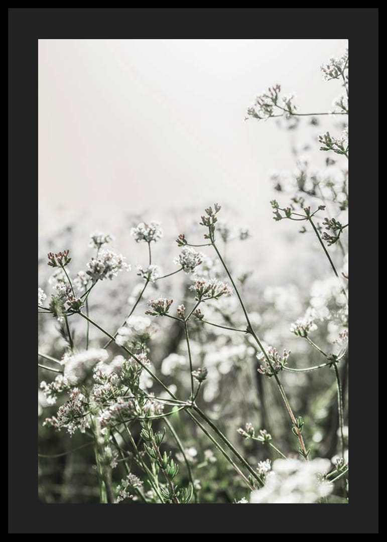 Gros plan de fleurs sauvages blanches en contre-jour doux, photographique-12