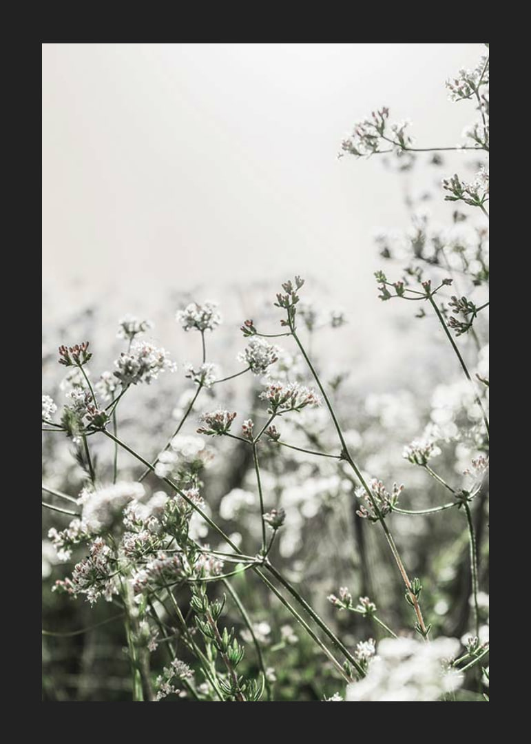 Close-up of white wildflowers in soft backlight, photographic-12