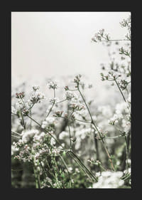 Gros plan de fleurs sauvages blanches en contre-jour doux, photographique-5