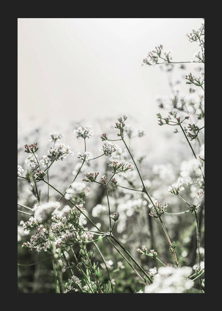 Gros plan de fleurs sauvages blanches en contre-jour doux, photographique-12