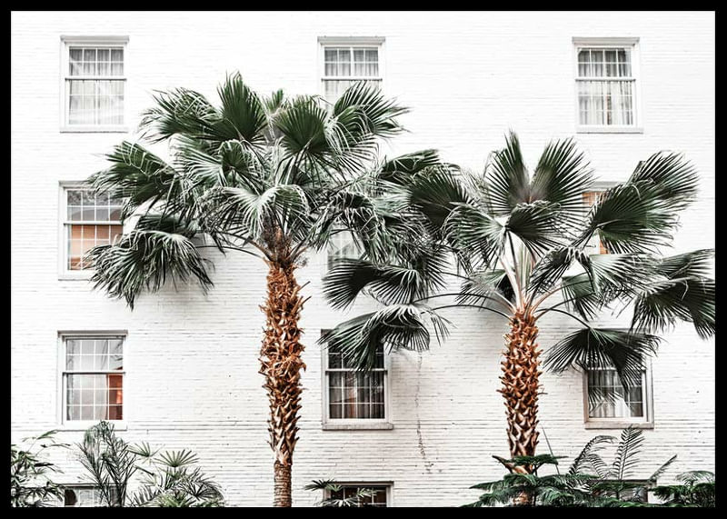 City Palms-12