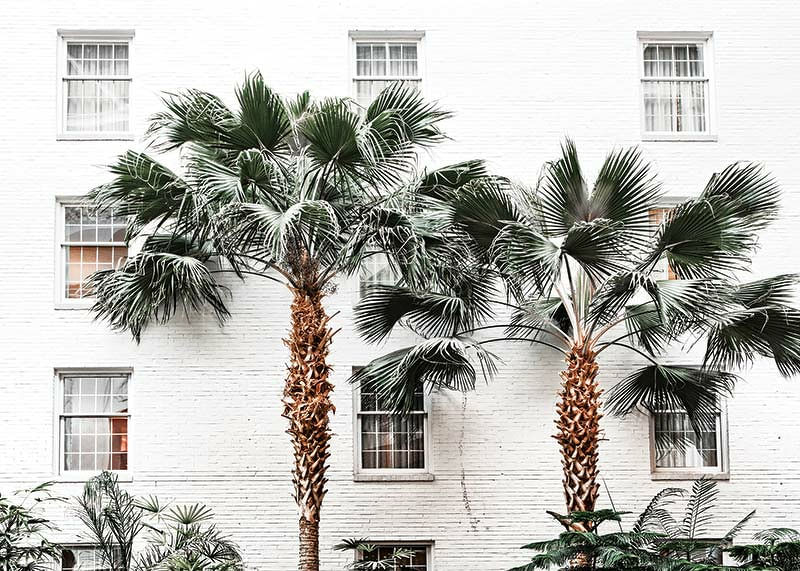 City Palms-12