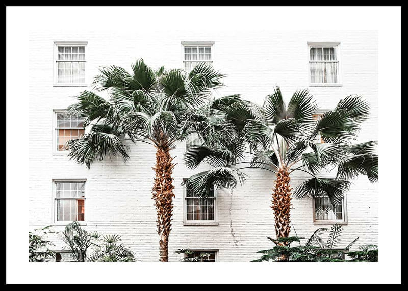 City Palms-12