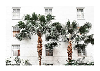 Poster City Palms