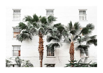 Poster City Palms