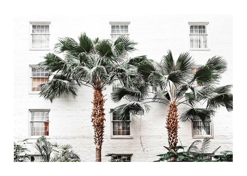 City Palms-12