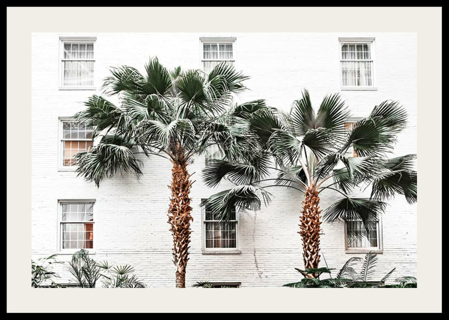 Fotografiska palmer framför vit putsad stadsvägg-12