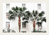 Fotografiska palmer framför vit putsad stadsvägg-3