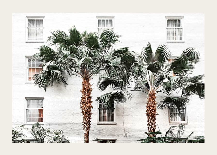 Fotografiska palmer framför vit putsad stadsvägg-12