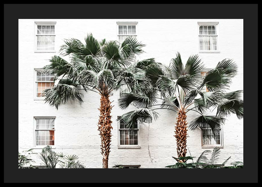 Fotografiska palmer framför vit putsad stadsvägg-12