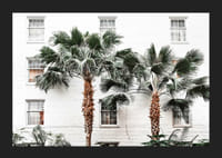 Fotografiska palmer framför vit putsad stadsvägg-5