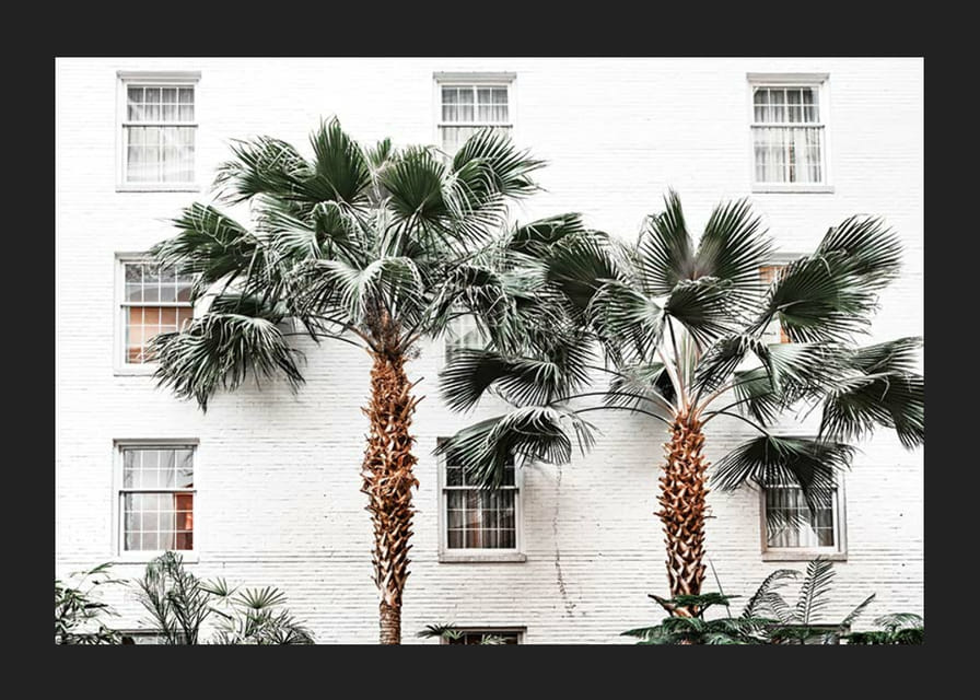 Fotografiska palmer framför vit putsad stadsvägg-12
