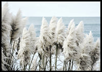 Fotografi av vita toitoigräs i närbild vid havet-6