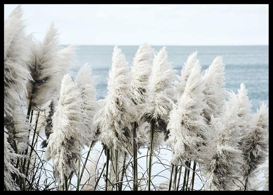 Fotografi av vita toitoigräs i närbild vid havet-12