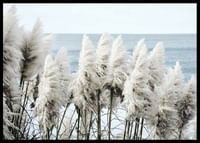 Toitoi Grass-2