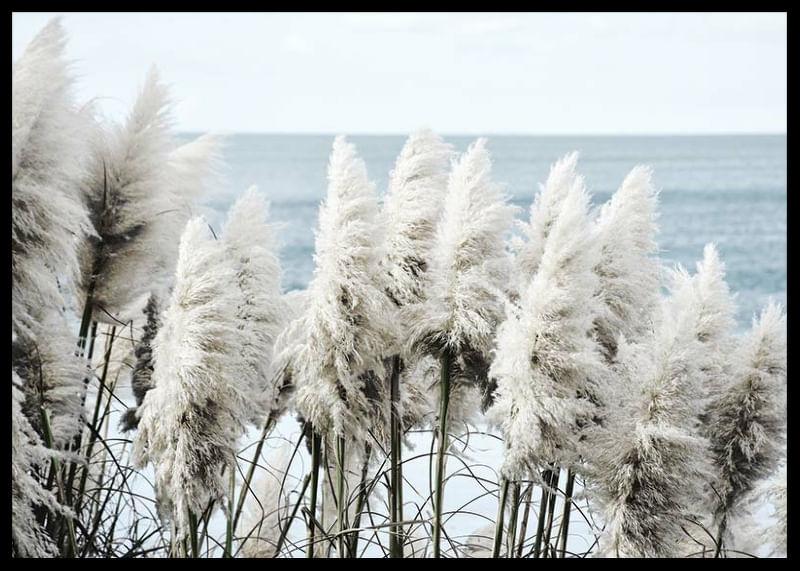 Toitoi Grass-12