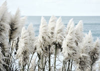 Fotografi av vita toitoigräs i närbild vid havet-7