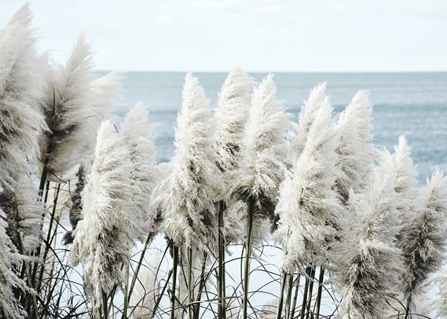 Fotografi av vita toitoigräs i närbild vid havet-12