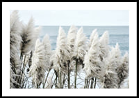 Fotografi av vita toitoigräs i närbild vid havet-0