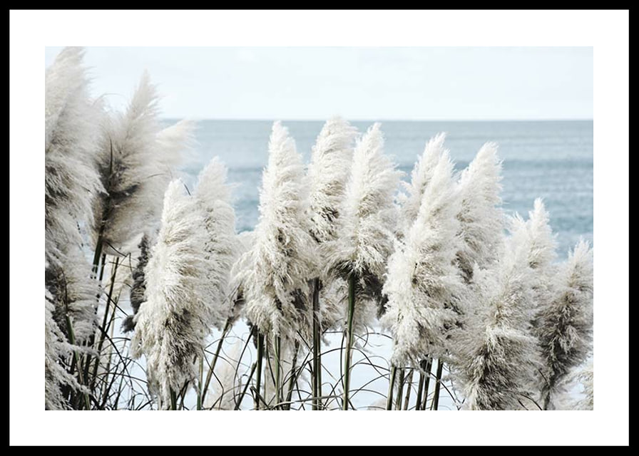 Fotografi av vita toitoigräs i närbild vid havet-12