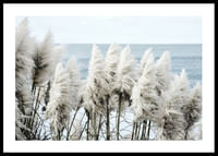 Toitoi Grass-0