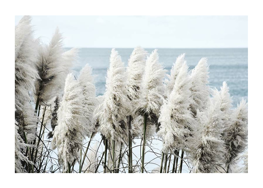 Fotografi av vita toitoigräs i närbild vid havet-12