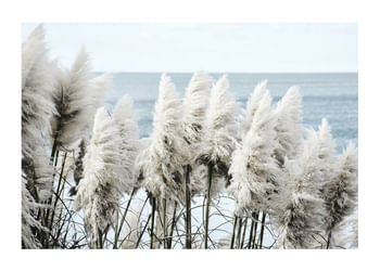 Plagát Toitoi Grass