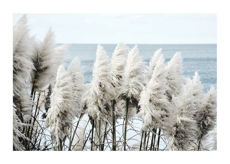 Toitoi Grass-12