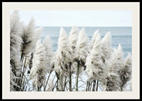 Fotografi av vita toitoigräs i närbild vid havet-2