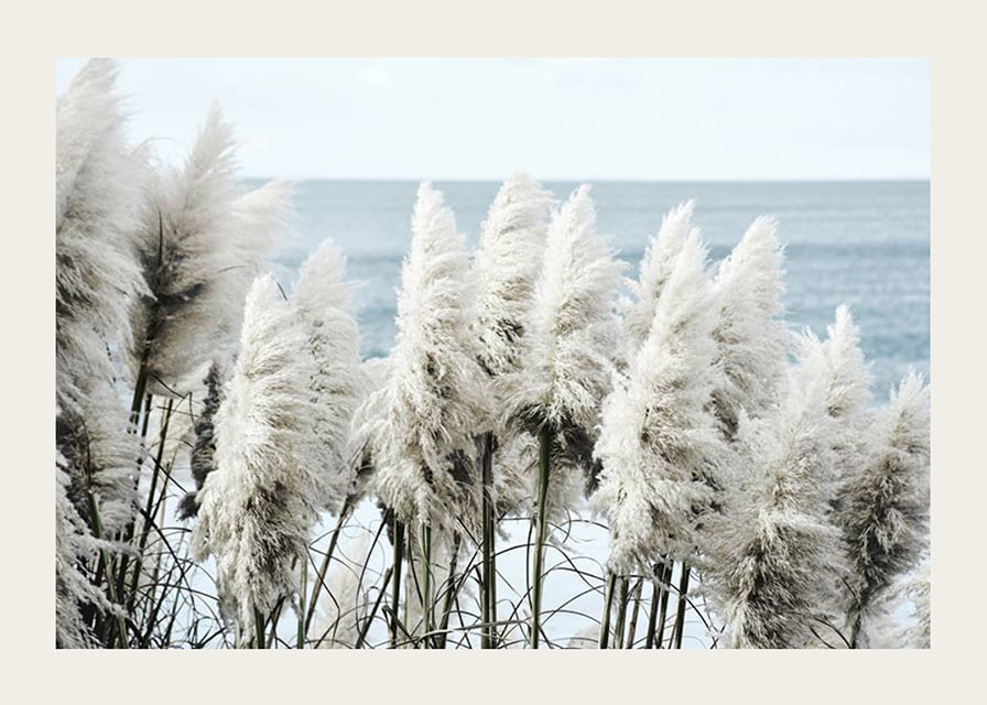 Fotografi av vita toitoigräs i närbild vid havet-12