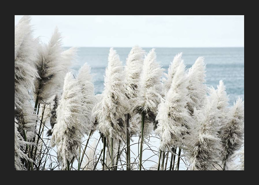 Fotografi av vita toitoigräs i närbild vid havet-12