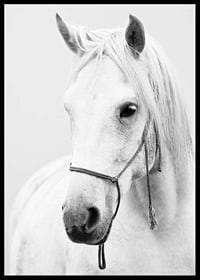 Black and white close-up of white horse with halter, photographed-6