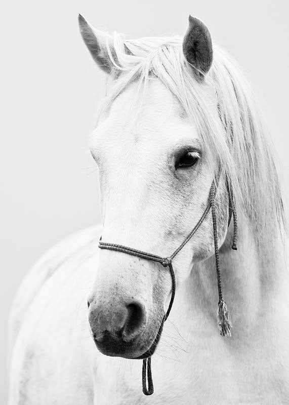 Black and white close-up of white horse with halter, photographed-12