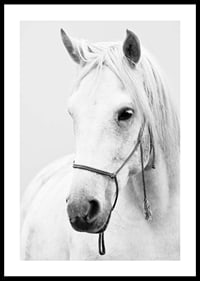 Black and white close-up of white horse with halter, photographed-0