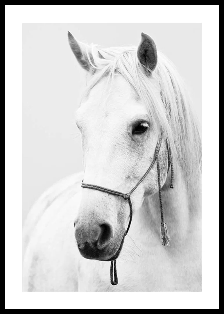 Black and white close-up of white horse with halter, photographed-12