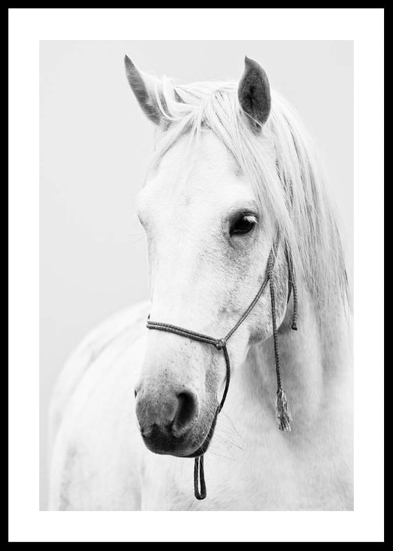 Shadowfax-12