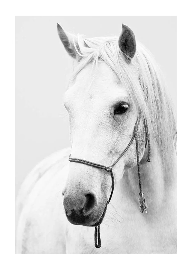 Black and white close-up of white horse with halter, photographed-12