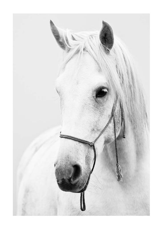 Shadowfax-12