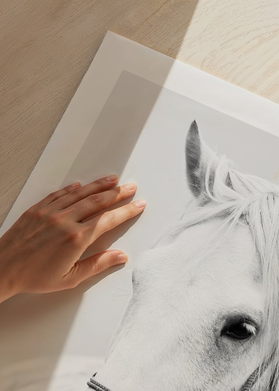 Black and white close-up of white horse with halter, photographed-12