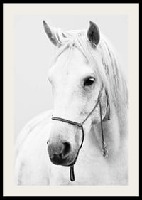 Black and white close-up of white horse with halter, photographed-2