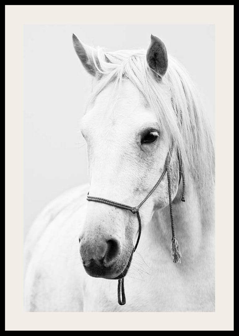Black and white close-up of white horse with halter, photographed-12