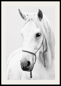 Black and white close-up of white horse with halter, photographed-2