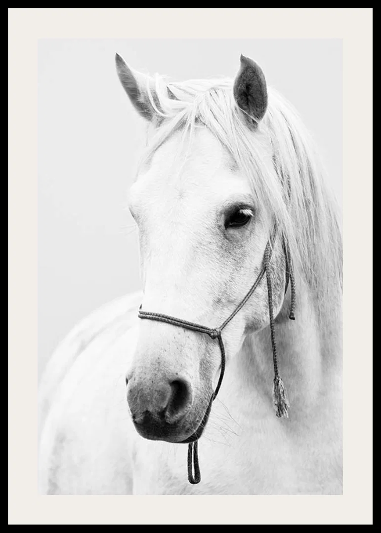 Black and white close-up of white horse with halter, photographed-12